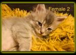 Female 2 - Maine Coon Cat For Sale - Kent&comma; WA&comma; US