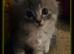 Female 3 - Maine Coon Cat For Sale - Kent&comma; WA&comma; US