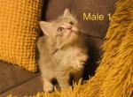 Male 1 - Maine Coon Cat For Sale - Kent&comma; WA&comma; US