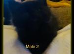 Male 2 - Maine Coon Cat For Sale - Kent&comma; WA&comma; US