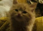 Male 3 - Maine Coon Cat For Sale - Kent&comma; WA&comma; US