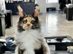 Calipso - Maine Coon Cat For Sale - Boerne&comma; TX&comma; US