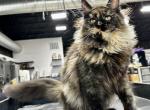 Bonita - Maine Coon Cat For Sale - Boerne&comma; TX&comma; US