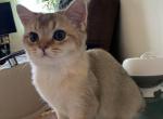 Dan - Scottish Straight Cat For Sale - Brooklyn&comma; NY&comma; US