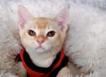 Oliver - Burmese Cat For Sale - ID&comma; US