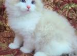 Buddy - Ragdoll Cat For Sale - Port Orange&comma; FL&comma; US