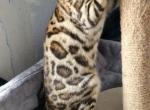 Brown Rosetted Female Duchess - Bengal Cat For Sale - Bradner&comma; OH&comma; US