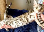 Snow Sepia Rosetted Female Purple Collar - Bengal Cat For Sale - Bradner&comma; OH&comma; US