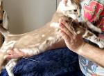 Teddy Snow Marble Mink Male - Bengal Cat For Sale - Bradner&comma; OH&comma; US
