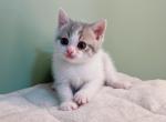 kiya - Munchkin Cat For Sale - Staten Island&comma; NY&comma; US