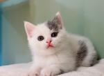 kimo - Munchkin Cat For Sale - Staten Island&comma; NY&comma; US