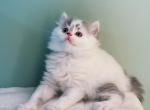 Momo - Munchkin Cat For Sale - Staten Island&comma; NY&comma; US