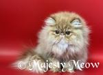 Portos - Persian Cat For Sale - Yucca Valley&comma; CA&comma; US