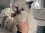 Tica seal point male - Ragdoll Cat For Sale - Butler&comma; PA&comma; US