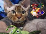 Felix Felicis - Devon Rex Cat For Sale - Spokane&comma; WA&comma; US