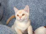 Oregon - European Burmese Cat For Sale - ID&comma; US