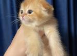 Sun and Snow HAVE ARRIVED - Scottish Fold Cat For Sale - Fort Wayne&comma; IN&comma; US