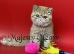 Pokemon - Exotic Cat For Sale - Yucca Valley&comma; CA&comma; US