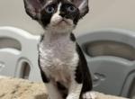 M - Devon Rex Cat For Sale - Philadelphia&comma; PA&comma; US