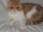Landon - Exotic Cat For Sale - Lemont&comma; IL&comma; US