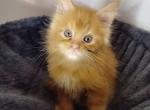 Weazel Deadpool themed litter - Maine Coon Cat For Sale - Kingman&comma; AZ&comma; US