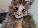 Angel Deadpool themed litter - Maine Coon Cat For Sale - Kingman&comma; AZ&comma; US