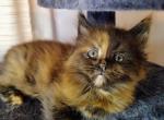 Vanessa Deadpool themed litter - Maine Coon Cat For Sale - Kingman&comma; AZ&comma; US