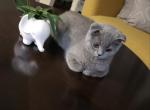 Molly - Scottish Fold Cat For Sale - New York&comma; NY&comma; US
