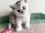 Tom - Scottish Straight Cat For Sale - New York&comma; NY&comma; US