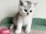 Den - Scottish Straight Cat For Sale - Brooklyn&comma; NY&comma; US