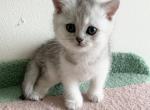 Tom - Scottish Straight Cat For Sale - Brooklyn&comma; NY&comma; US