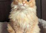 Fiona - Maine Coon Cat For Sale - Staten Island&comma; NY&comma; US