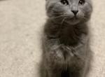 Tina - Siamese Cat For Sale - Hingham&comma; MA&comma; US