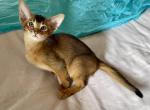 Rudy boy purebred - Abyssinian Cat For Sale - Spring Hill&comma; FL&comma; US