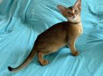 Aby babies purebred - Abyssinian Cat For Sale - Spring Hill&comma; FL&comma; US