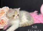 Exotic Girl Eve Reserved - Exotic Cat For Sale/Service - Ottawa&comma; KS&comma; US