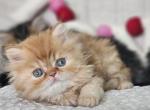 Valentines Day babies Dollface Persian - Persian Cat For Sale - Grand Rapids&comma; MI&comma; US