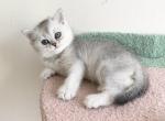 Michelle - Scottish Straight Cat For Sale - Brooklyn&comma; NY&comma; US