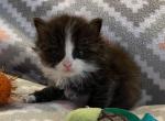 Fernando - Siberian Cat For Sale - Clintwood&comma; VA&comma; US