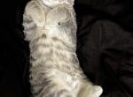 Shu shu - American Shorthair Cat For Sale - NM&comma; US
