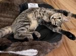 Foofoo - American Shorthair Cat For Sale - NM&comma; US