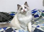 Dewey - Ragdoll Cat For Sale - Tuscaloosa&comma; AL&comma; US