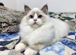 Theodore - Ragdoll Cat For Sale - Tuscaloosa&comma; AL&comma; US