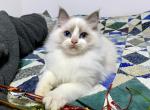 Marg - Ragdoll Cat For Sale - Tuscaloosa&comma; AL&comma; US