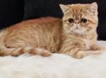 Toulouse - Exotic Cat For Sale - Vancouver&comma; WA&comma; US