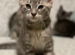 Finn - Siamese Cat For Sale - Hingham&comma; MA&comma; US