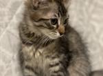 Laura - Siamese Cat For Sale - Hingham&comma; MA&comma; US