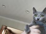 Reilly - Russian Blue Cat For Sale - Brooklyn&comma; NY&comma; US