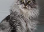 Ally silver girl - Maine Coon Cat For Sale - Bridgewater&comma; NJ&comma; US