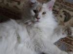 Cream Boy - Maine Coon Cat For Sale - Bridgewater&comma; NJ&comma; US